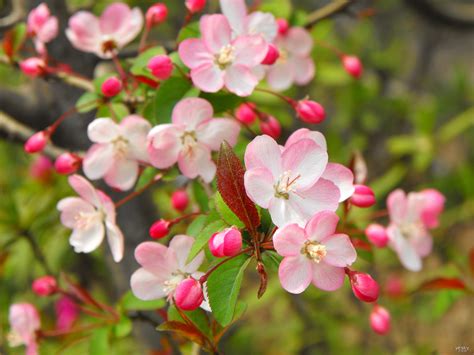 桃花旺的人|桃花旺的八字格局